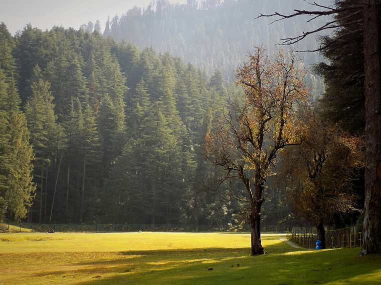 Morning light through the deodars on Khajjiar meadow