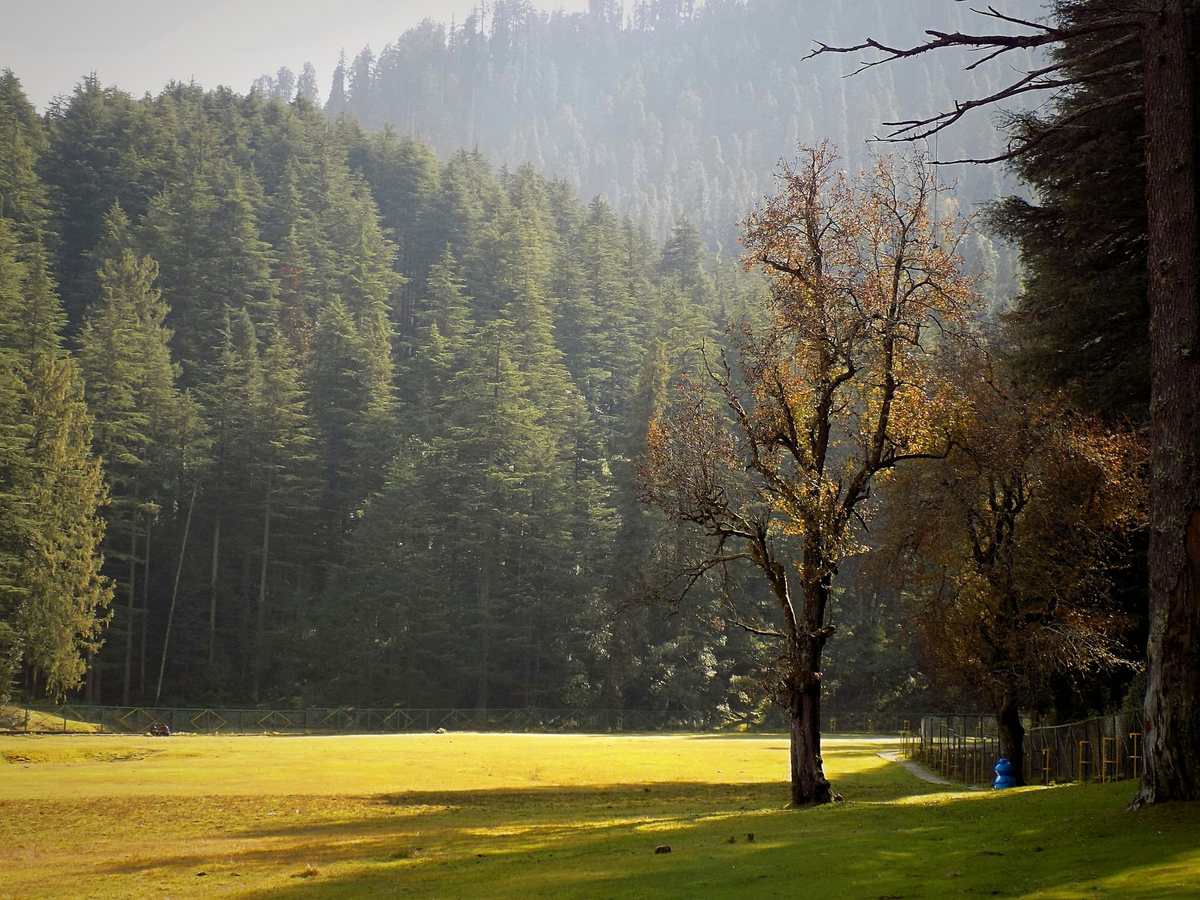 Morning light through the deodars on Khajjiar meadow