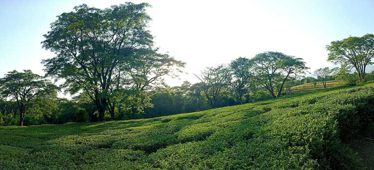 Tea gardens of Palampur